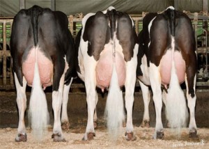 cows