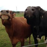 Two smiling ladies